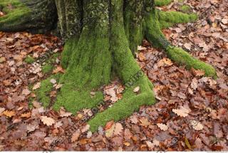 roots mossy 0008